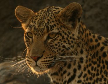 photographic wildlife safaris with endeavour safaris