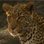 photographic-safaris