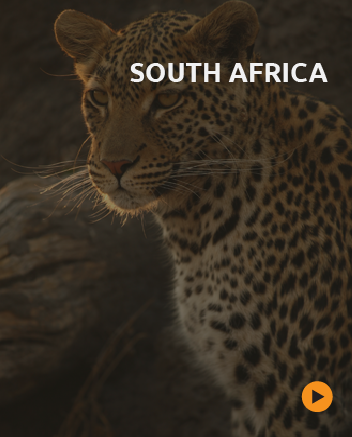 tailor made safaris to south africa