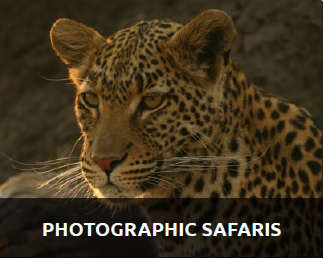 photographic safaris