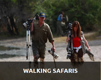 walking safaris